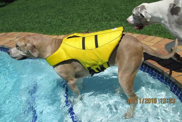 Life jacket for mastiff sale