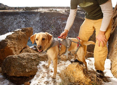 Doubleback dog clearance harness